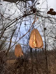 Image result for Isoberlinia tomentosa