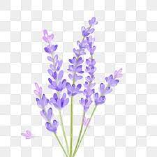 Pin On Flower Drawing