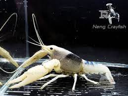 procambarus clarkii ghost ก งโกสต โกสต ห วอ นทร ย neng crayfish