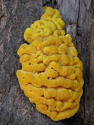 In october of the past two years, our plum tree, which is at least 60 years old, had had this strange fungus on it. What S Wrong With My Plant Garden University Of Minnesota Extension