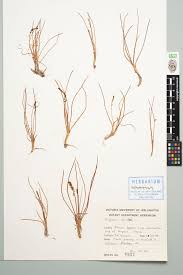 Image result for Triglochin striata