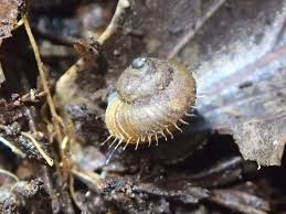 Japan, island country lying off the east coast of asia that has tokyo as its national capital. Japonia Wikipedia