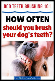 How frequently should you brush your dog's teeth? Pin On Animal Info