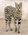 10 Large Cat Breeds: All The Basics About Big ... - Care