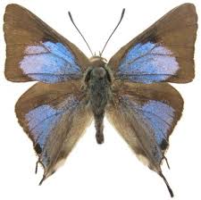 Image result for Globimetula anguliflora