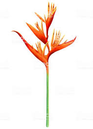 Bird Of Paradise Watercolor Watercolor Painting Bird Of Paradise Blooming Flowers Isolated On Paradise Wallpaper Blooming Flowers Watercolor Paintings