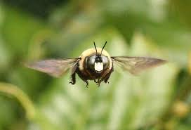 For an active infestation, we typically suggest getting a pest control service company to do the work for subterranean (ground). Ortex Termite Pest Control Home Facebook