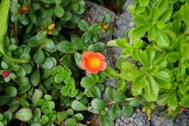 Image result for Portulacaceae