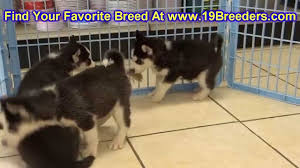 The price is $67 per night from jun 20 to jun 20$67. Louisville Craigslist Org Pets Ville Du Muy