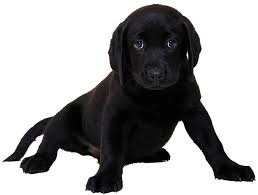 Interestingly, yellow and liver or chocolate did not appear in the labrador until the late 1800s. Lab Puppies For Sale Chocolate Black Yellow Ct Breeder