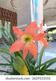 Image result for Hippeastrum puniceum