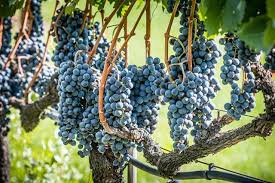 Http Bit Ly 2lmtv6c Rote Weintrauben Kurz Vor Der Ernte Red Grapes Just Before The Harvest Picosmo Grape Traube Grapel Trauben Weintrauben Ernte