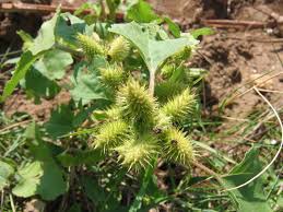 Image result for Xanthium