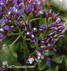 Image result for Limonium