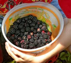 They are best planted when the canes are dormant—generally in early spring. A Blackberry Guide Dewberries Usually Ripen A Little Earlier Al Com