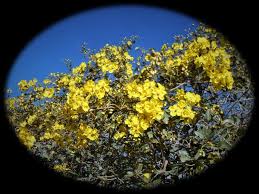 Image result for Sphedamnocarpus angolensis