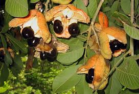 Image result for Blighia