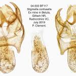 Image result for Stigmella confusella