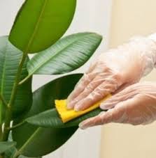 Como Cuidar Plantas De Interior Limpiar Plantas De Interior Cuidados Plantas De Interior Como Cuidar Las Plantas