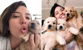 Their coat of gold is their trademark and. Brazilian Dog Owner Teaches Golden Retriever Pup How To Howl Daily Mail Online