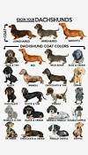 Dapple Dachshund Types