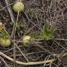 Image result for Cucumis myriocarpus