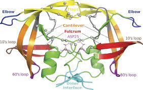 (biochemistry) an enzyme that cuts or cleaves proteins. Characterizing Early Drug Resistance Related Events Using Geometric Ensembles From Hiv Protease Dynamics Scientific Reports