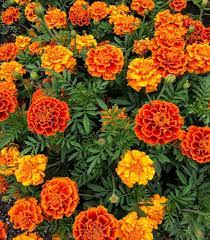 ₹ 700/ kg get latest price. Marigold Mix Colour For Decoration And Planting Rs 3 5 Piece Id 22611814112