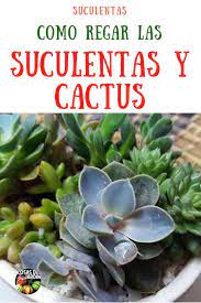 En invierno no se riega, en otoño, cada 15 días; Pin En Cuidados De Cactus Y Suculentas
