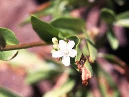 Image result for Seddera