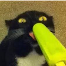 Check spelling or type a new query. Black Cat Meme Cursed
