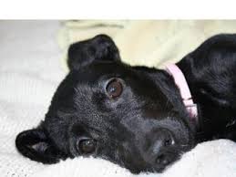 Maybe you would like to learn more about one of these? More About Ppr Perfect Pets Rescue Inc