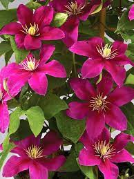 Full sun, partial shade height/habit: Clematis Acropolis Bluestone Perennials