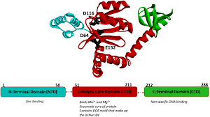 Image result for Integrase Strand Transfer Inhibitor