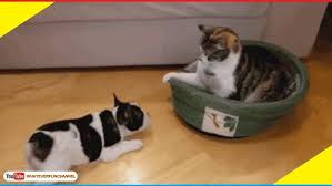 Fall Short Funny Animal Compilation Video Clips 2014 Youtube This funny animal fail compilation for 2018 features some of the most hilarious clips of animals falling over and animals being.