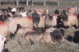 Pentru, sistemul, imunitar iar vor, institui vinietele electronice toll. Oi Bucalai Decembrie 2017 Opreabuzatu2