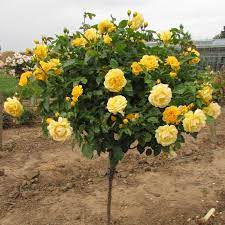 These acers are fully uk hardy and produce an amazing display of colourful foliage. Fragrant Standard Roses Standard Roses Tree Roses