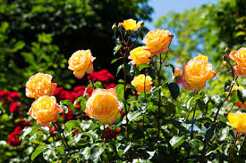 We did not find results for: Planting Roses Rose Bushes The Complete Guide Ashridge Nurseries