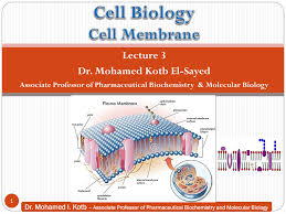 Check spelling or type a new query. Pdf Lecture 3 Cell Membrane