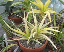 Image result for Laggera gracilis