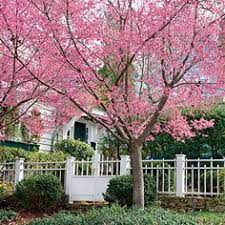 For something a little more decorative, the the pink dogwood also wears the fall months beautifully, especially in alabama, where we don't always see those pops of color. 73 Best Trees For Alabama Ideas Shade Trees Evergreen Trees Evergreen