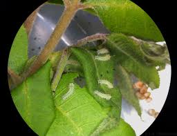 The larvae (caterpillars) are also green. Caterpillars 6legs2many