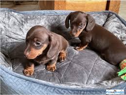 Image result for jezevčík hladkosrstý