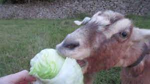 We did not find results for: Goats Love Eating Lettuce 281 Youtube