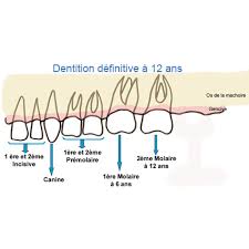 Quant aux dents de sagesse, elles percent généralement plus tard. La Dentition Definitive A 12 Ans