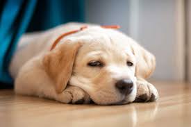 Watch these new born golden retriever puppies grow up; What To Do If Your Puppy Gets Motion Sickness Gopetfriendly Com