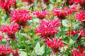 Flowers provide nectar or pollen bees need, and bee pollination helps flowers produce different bee species have distinct flower preferences, but some features attract all types of bees. Bee Friendly Garden Flowers And Plants Hgtv
