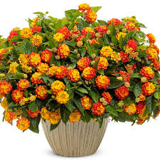 Image result for Lantana angolensis