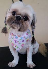 Allow 4 inches for the rest of the dog's face. Shih Tzu Haircut Photos Novocom Top