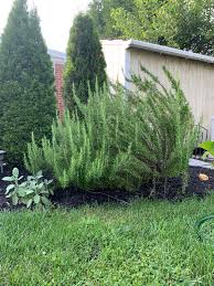 Many branches were broken and now run parallel to the ground and are sickly. My Moms 2 Year Old Rosemary Bush Gardening